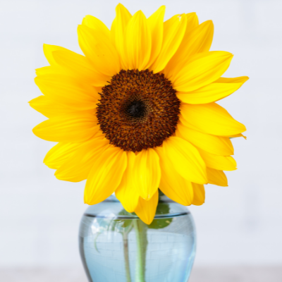 Sunflower in a vase